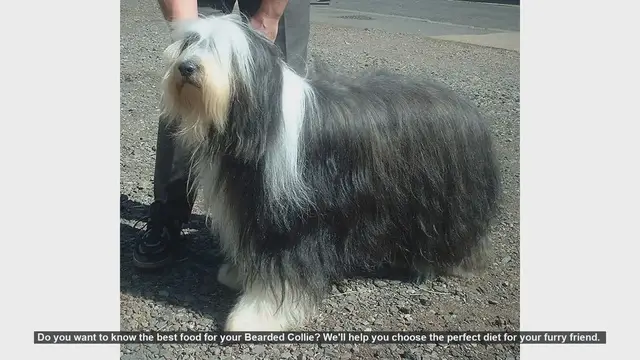 Video thumbnail for Best Food for Your Bearded Collie: A Complete Guide