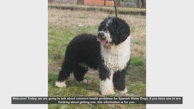 Video thumbnail for Common Health Problems in Spanish Water Dogs: What You Need to Know