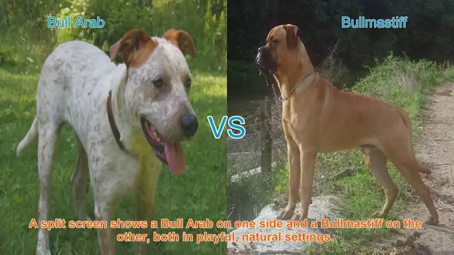 Video thumbnail for Bull Arab vs. Bullmastiff: A Breed Comparison