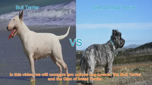 Video thumbnail for Bull Terrier vs. Glen of Imaal Terrier: A Comparative Guide