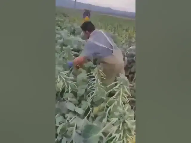 'Video thumbnail for Os profissionais #funny #agro'
