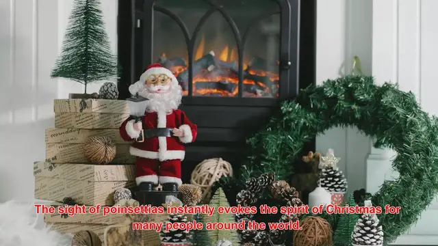 Video thumbnail for Why Are Poinsettias Called The “Flower Of Christmas”?