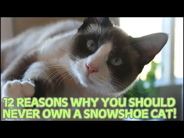 Video thumbnail for 12 Reasons Why You Should Never Own a Snowshoe Cat! 🐱❄️