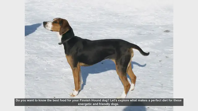 Video thumbnail for Best Diet for Your Finnish Hound: Tips for a Healthy and Energetic Dog