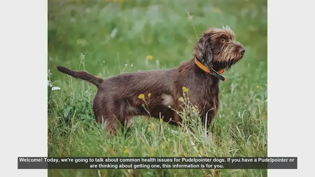 Video thumbnail for Common Health Issues in Pudelpointer Dogs: What You Need to Know