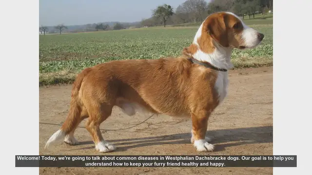Video thumbnail for Common Health Issues in Westphalian Dachsbracke Dogs
