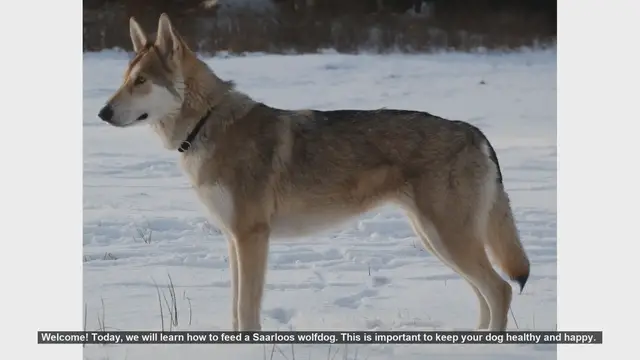 Video thumbnail for How to Properly Feed Your Saarloos Wolfdog
