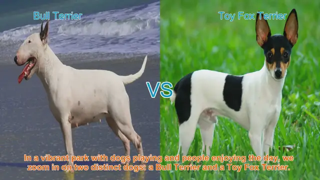 Video thumbnail for Bull Terrier vs. Toy Fox Terrier: A Breed Comparison