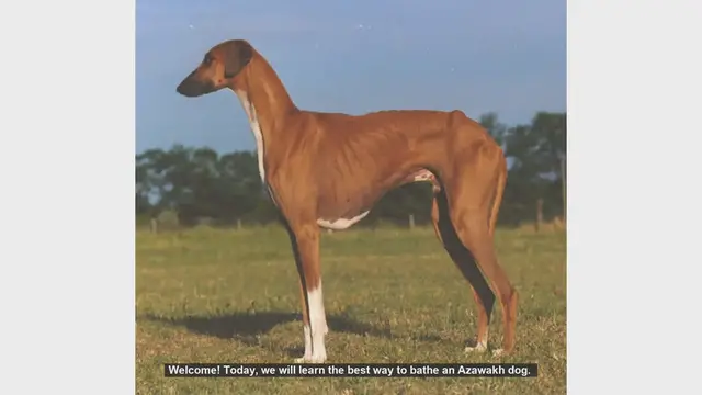 Video thumbnail for How to Bathe Your Azawakh Dog: Step-by-Step Guide