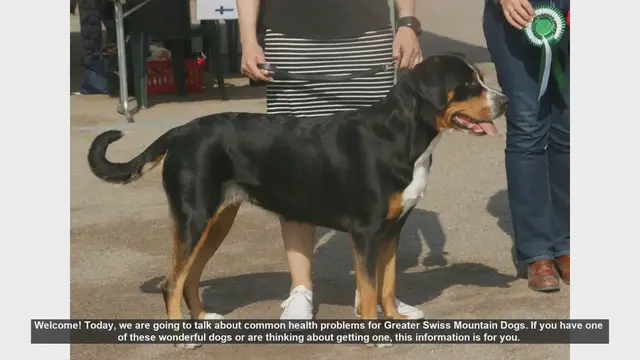 Video thumbnail for Common Health Problems in Greater Swiss Mountain Dogs