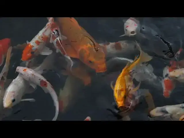 Video thumbnail for Koi Fish in Japanese Religious Traditions