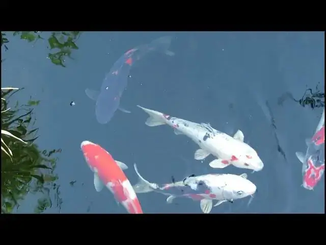 Video thumbnail for Koi Fish Lineage: The Secret to Competition Success