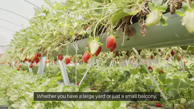 Video thumbnail for How To Grow Strawberries At Home