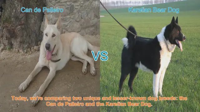Video thumbnail for Can de Palleiro vs. Karelian Bear Dog: A Comparative Guide