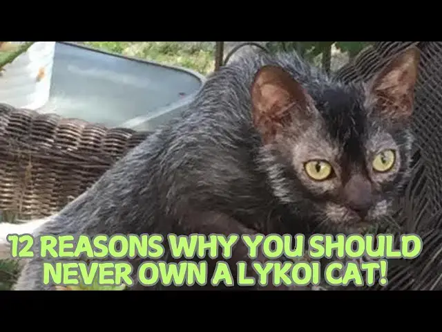 Video thumbnail for 12 Reasons Why You Should Never Own a Lykoi Cat! 🐺🐾