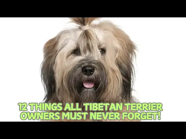 Video thumbnail for 12 Things All Tibetan Terrier Owners Must Never Forget! 🐕✨