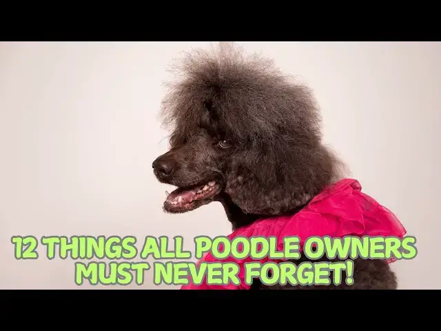 Video thumbnail for 12 Things All Poodle Owners Must Never Forget! 🐩✨