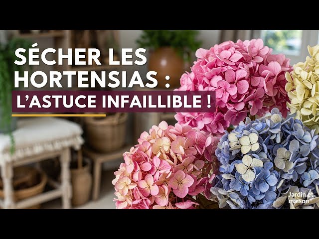 Video thumbnail for Sécher ses Hortensias : L'Astuce Infaillible pour les Conserver