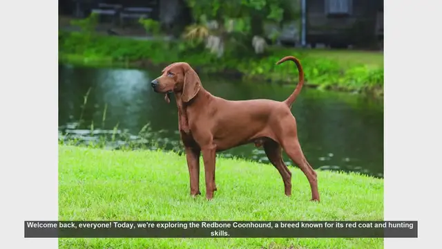 Video thumbnail for Redbone Coonhound: Pros and Cons of This Energetic Breed