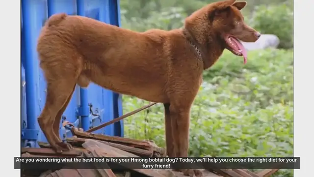 Video thumbnail for Best Diet for Your Hmong Bobtail Dog: Essential Tips