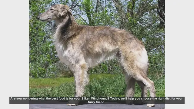 Video thumbnail for Best Diet for Your Silken Windhound: Essential Tips