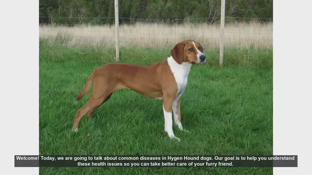 Video thumbnail for Common Health Issues in Hygen Hound Dogs: Prevention and Care Tips