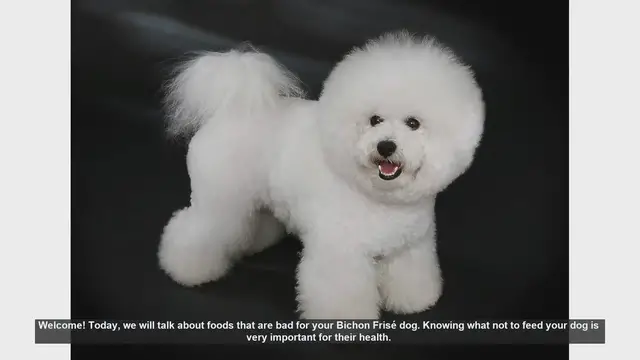 Video thumbnail for Foods to Avoid for Your Bichon Frisé: Essential Tips for Dog Owners