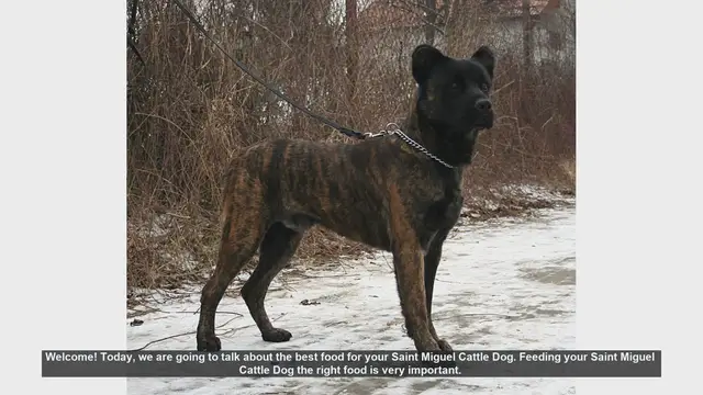 Video thumbnail for Best Food for Your Saint Miguel Cattle Dog: Essential Tips