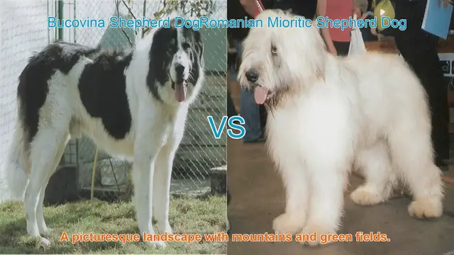 Video thumbnail for Comparing Bucovina Shepherd Dog vs. Romanian Mioritic Shepherd Dog
