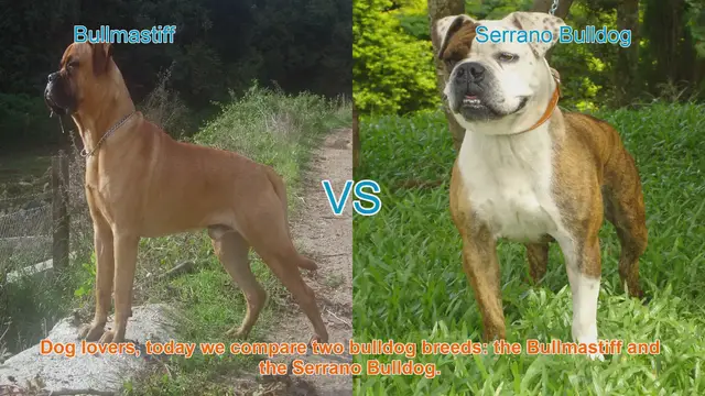 Video thumbnail for Bullmastiff vs. Serrano Bulldog: A Comparison of Two Bulldog Breeds