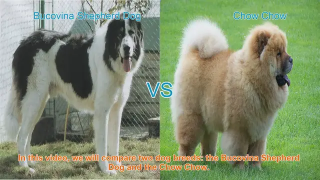 Video thumbnail for Bucovina Shepherd Dog vs. Chow Chow: A Breed Comparison