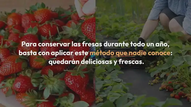 Video thumbnail for Solo así podrás conservar las fresas durante todo un año: estarán aún más frescas
