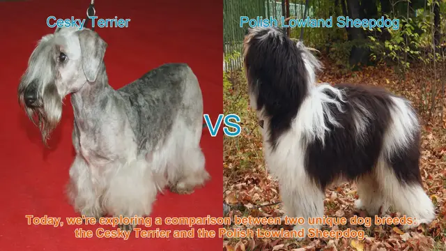 Video thumbnail for Cesky Terrier vs. Polish Lowland Sheepdog: A Breed Comparison