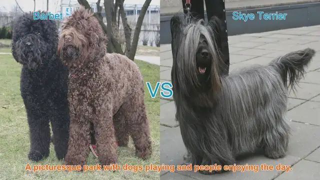 Video thumbnail for Barbet vs. Skye Terrier: A Comprehensive Breed Comparison