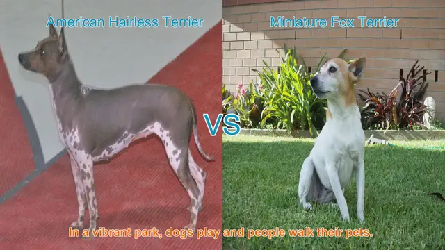 Video thumbnail for Unique Traits of American Hairless Terrier and Miniature Fox Terrier