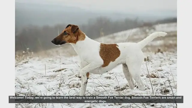 Video thumbnail for How to Train Your Smooth Fox Terrier: Tips and Techniques