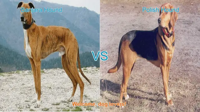 Video thumbnail for Banjara Hound vs. Polish Hound: A Comparison of Two Unique Dog Breeds
