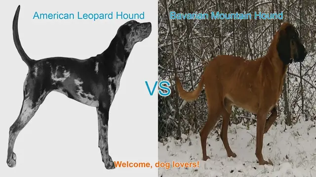 Video thumbnail for American Leopard Hound vs. Bavarian Mountain Hound: A Comprehensive Comparison