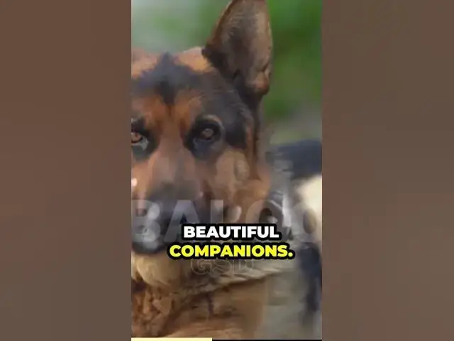 Video thumbnail for Let’s dive into their history and how their herding instincts still show today