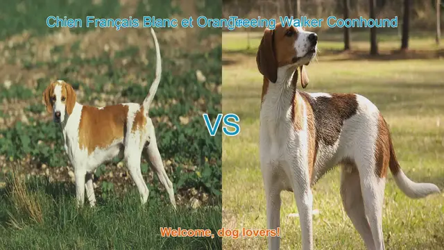 Video thumbnail for Comparing Chien Français Blanc et Orange vs. Treeing Walker Coonhound: A Comprehensive Guide