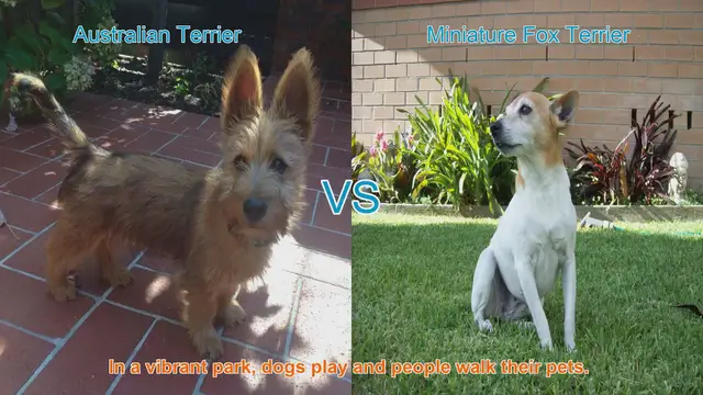 Video thumbnail for Comparing Australian Terrier and Miniature Fox Terrier: A Guide to Choosing Your Perfect Canine Companion
