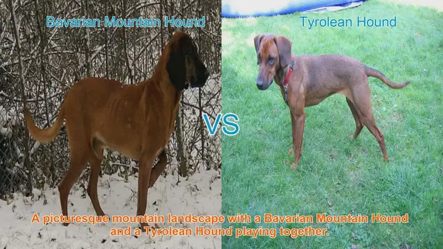 Video thumbnail for Exploring Bavarian Mountain Hound and Tyrolean Hound: A Comparative Guide