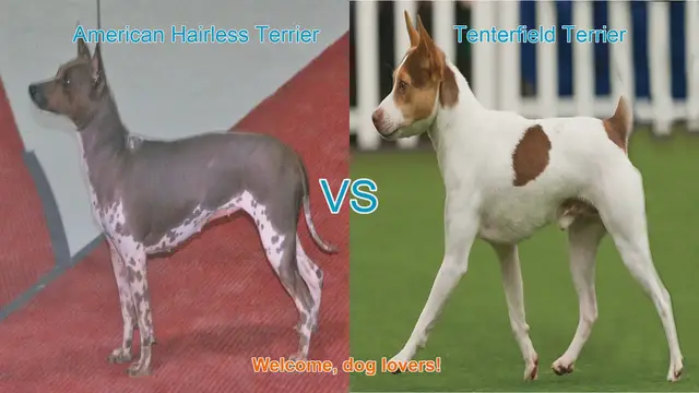 Video thumbnail for American Hairless Terrier vs. Tenterfield Terrier: A Comparison for Dog Lovers