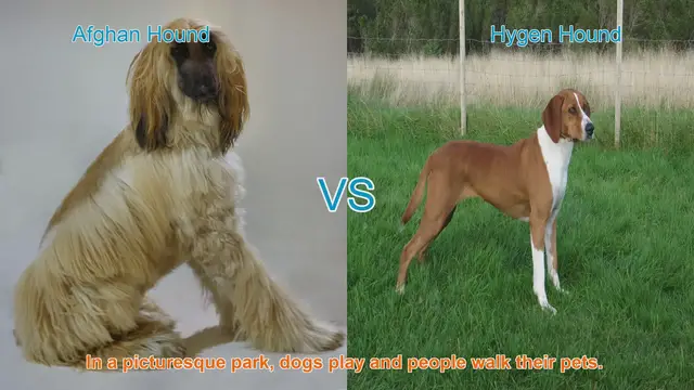 Video thumbnail for Comparing Afghan Hound and Hygen Hound: Origins, Appearance, and Temperament