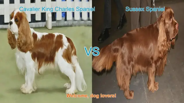Video thumbnail for Cavalier King Charles vs. Sussex Spaniel: A Comparison of Beloved Long-Hair Dog Breeds