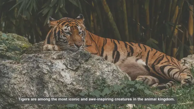 Video thumbnail for 10 Amazing Physical Features of Tigers