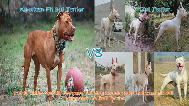 Video thumbnail for Comparing American Pit Bull Terrier and Gull Terrier: Breed Characteristics