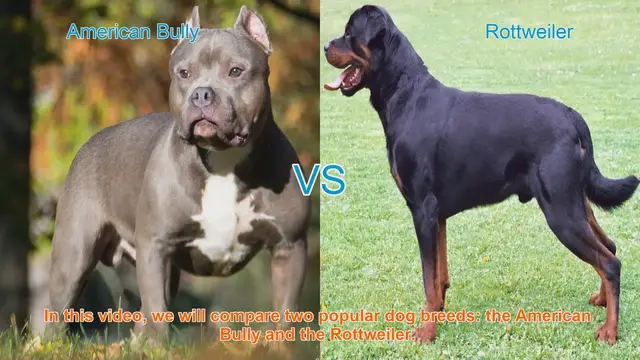 Video thumbnail for American Bully vs. Rottweiler: A Comparison of Popular Dog Breeds