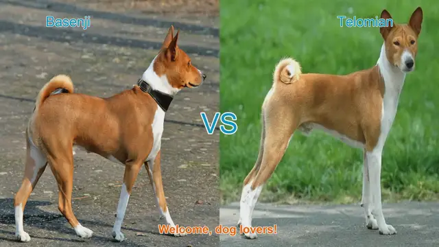 Video thumbnail for Basenji vs. Telomian: A Comparative Guide to Unique Dog Breeds