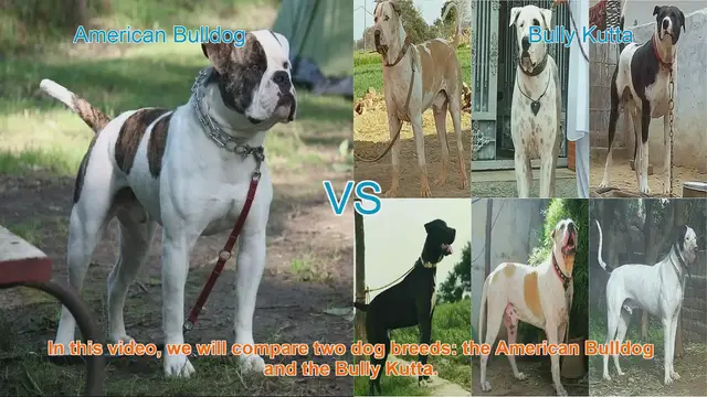 Video thumbnail for American Bulldog vs. Bully Kutta: A Breed Comparison
